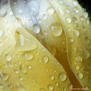 Raindrops on a yellow and white tulip