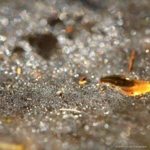 Small golden leaves 'floating' in dew trapped in a spider web. Kerala. India