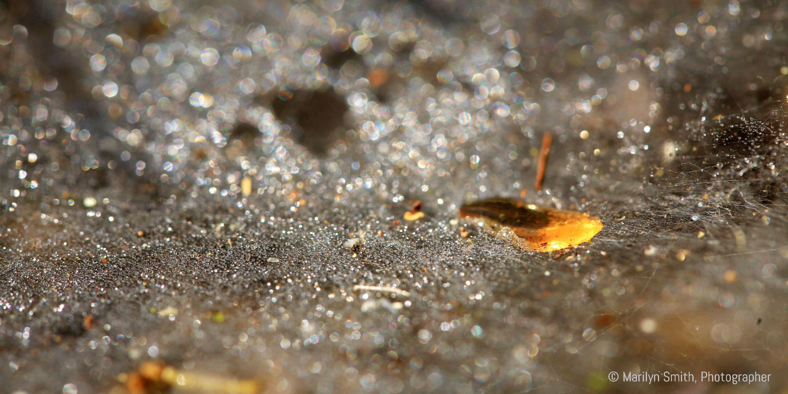 Small golden leaves 'floating' in dew trapped in a spider web. Kerala. India
