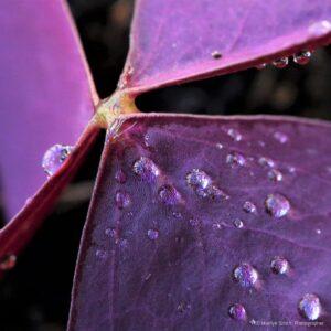 Raindrops on a purple shamrock (Oxalis triangularis)