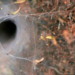 A funnel web, constructed by agelenidae (funnel-weaver) spiders. Wayanad, Kerala, India