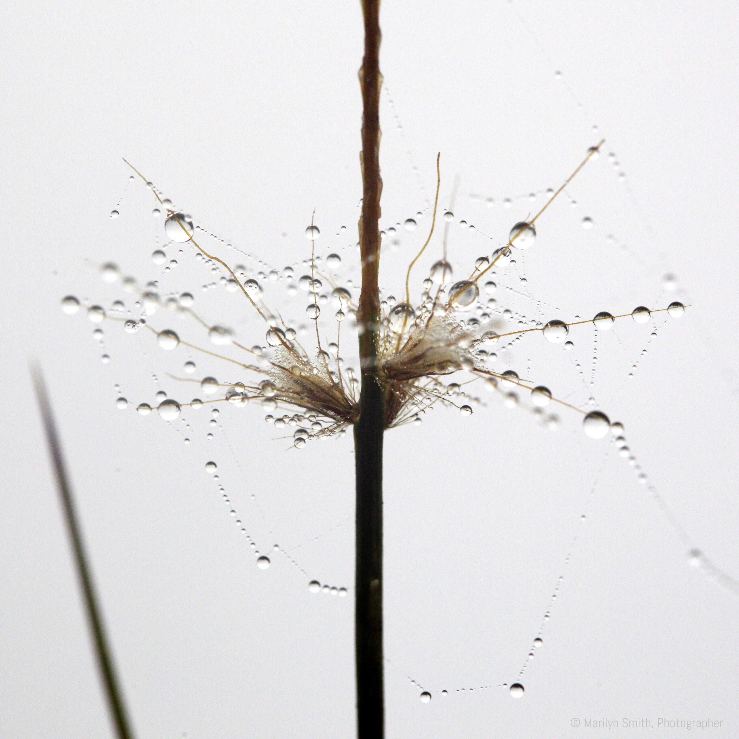 Morning dew on a spider web in Kerala, India.