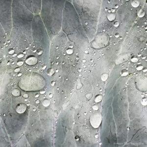 Raindrops on a cabbage plant. Buttes de Chaumont, Paris.