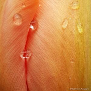 Rain drops on a peach-coloured tulip. Rogny-les-Sept-Ecluses. France.