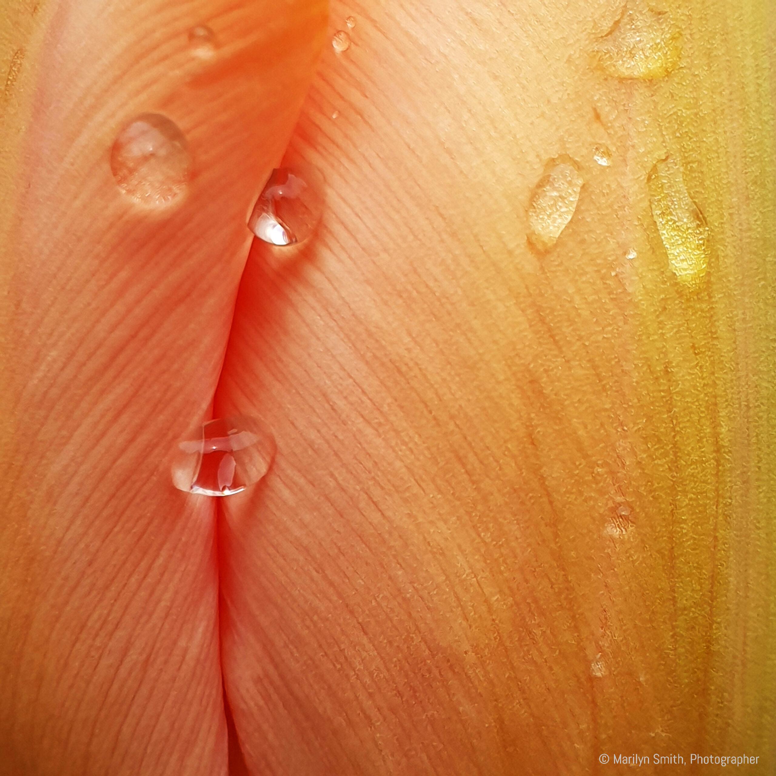 Rain drops on a peach-coloured tulip. Rogny-les-Sept-Ecluses. France.