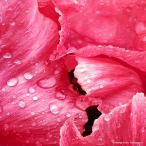 Raindrops on pink peonies. Rogny-les-Sept-Ecluses. France