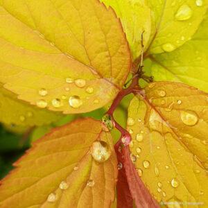 Raindrops on bright yellow leaves. Buttes Chaumont. Paris.